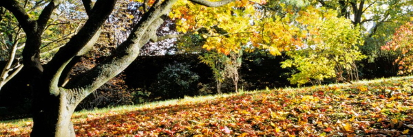 A picture of the park in Autumn