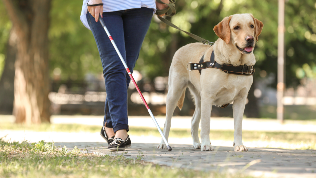 Image of a lady wearing blue jeans walking with a guide dog and a cane