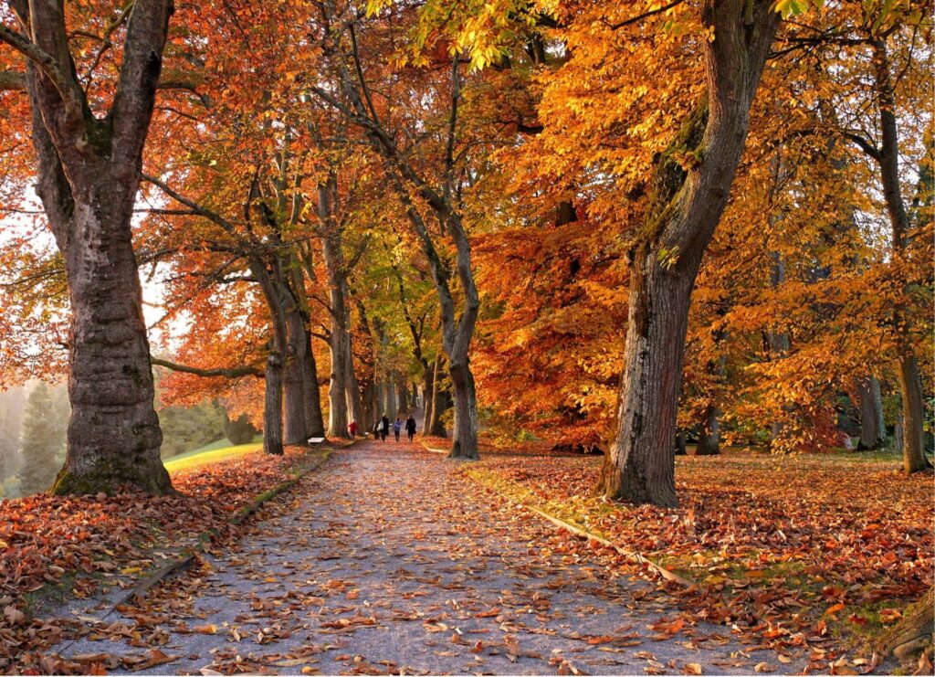 the image depicts a wide landscape shot of a forest path, with the foreground dominated by fallen leaves of various shades of red, orange, and yellow. The mid-ground showcases the dense canopy of trees, their branches laden with foliage in a kaleidoscope of autumnal colors. The background fades into a soft, hazy depth, hinting at more trees beyond. The light seems to emanate from above and slightly to the left, casting dappled light and shadows throughout the scene, creating depth and dimension.